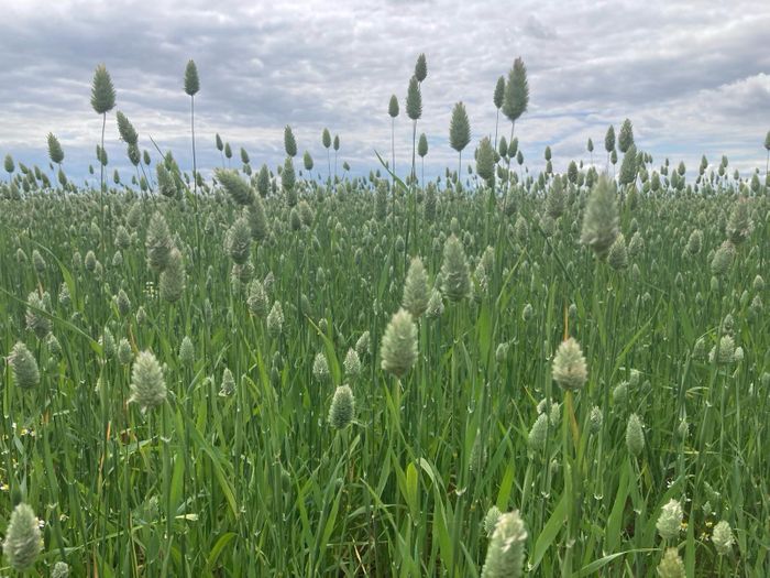 Canary Seed