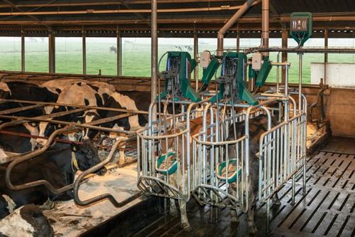 CowToilet