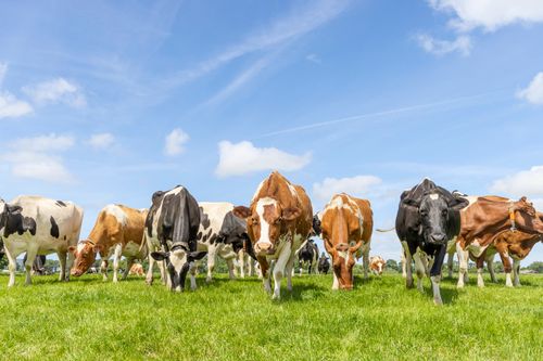 SWEETER GRASS IN EVERY MOUTHFUL