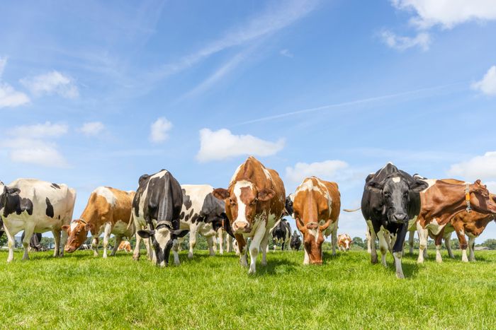 SWEETER GRASS IN EVERY MOUTHFUL