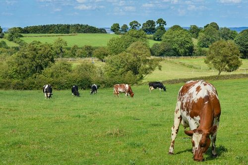 Farm Assurance