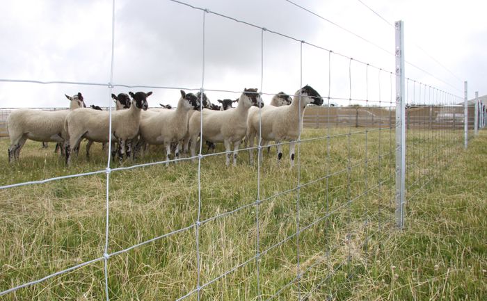 Xfence premium wire netting 