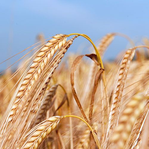Malting Barley