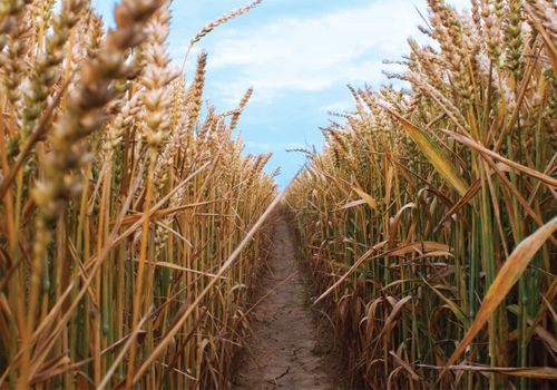 Wheat