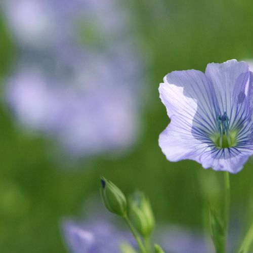 Winter Linseed
