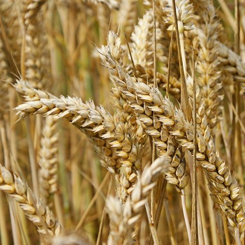 Organic milling wheat