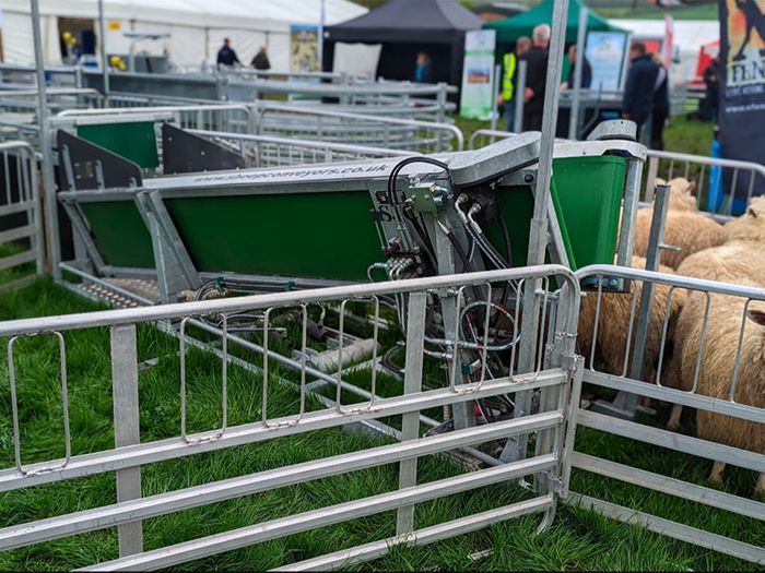 SJC Sheep Conveyor