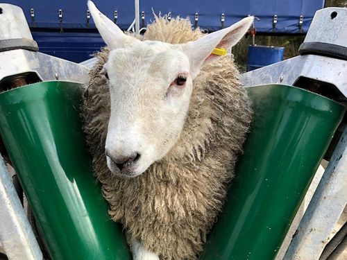 SJC Sheep Conveyor