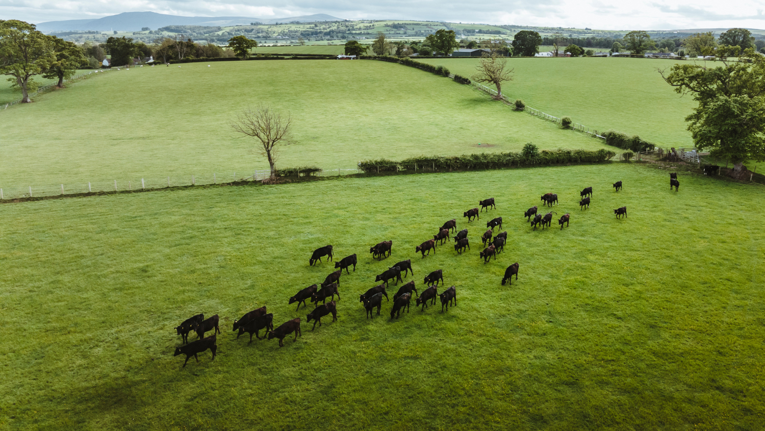 Cover image - Warrendale Wagyu