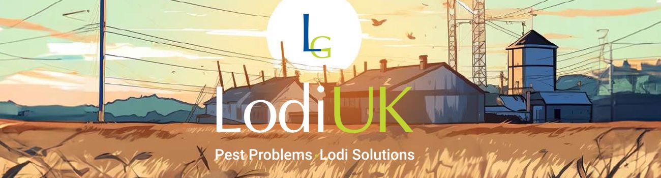 Cover image - Lodi UK