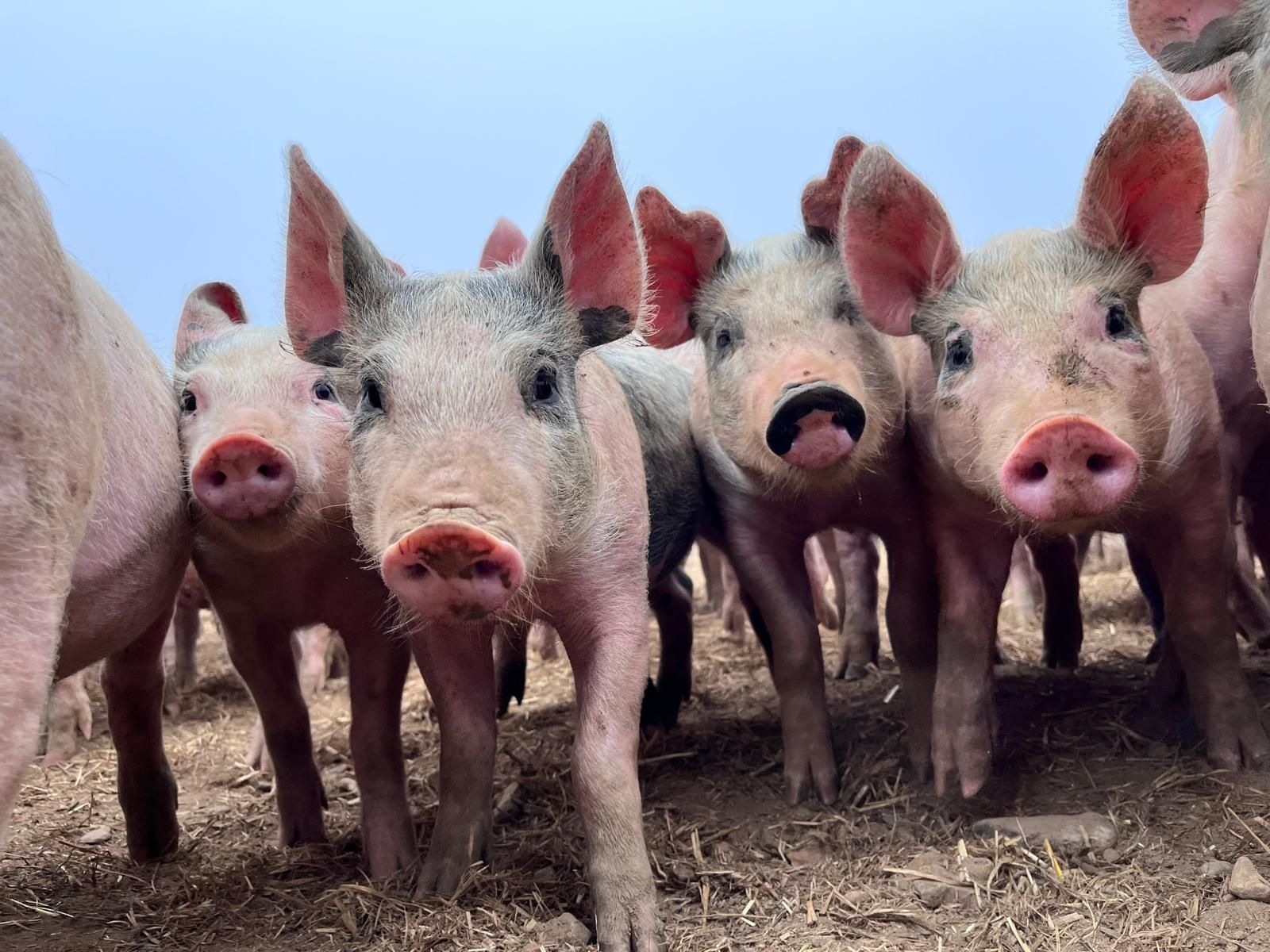 Cover image - North Farm Livestock