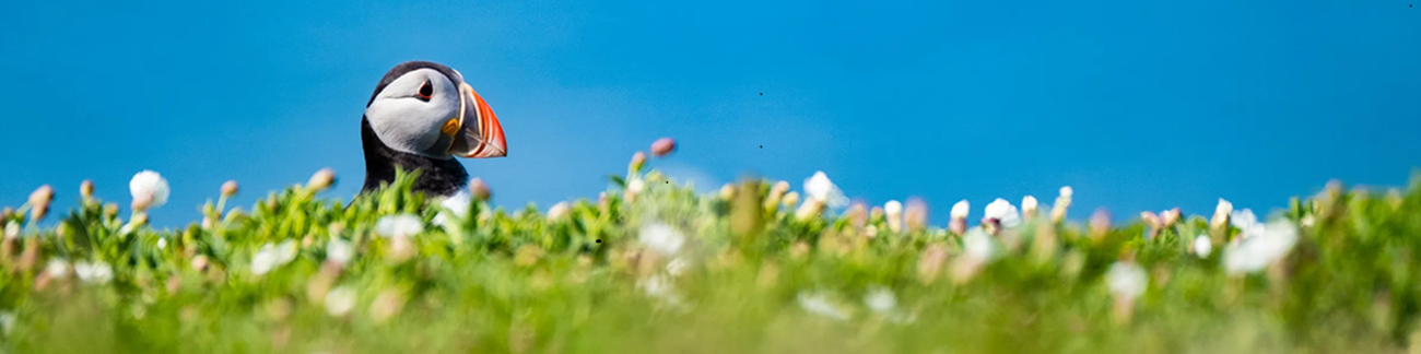 Cover image - RSPB