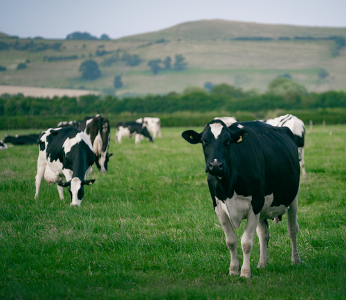 The importance of improving livestock traceability with LIS