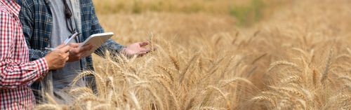 Three major farm carbon calculators outline a roadmap to harmonisation