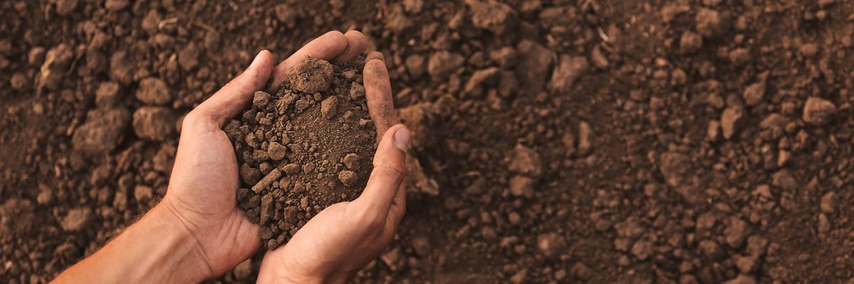 Agrecalc relaunches improved Soil Carbon Module