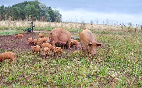 Nature Recovery and Sustainable Farming Can Work Hand in Hand