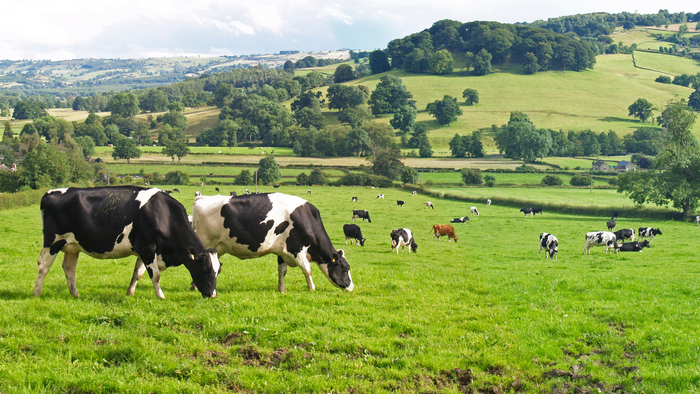Future Food Security: Challenges, Solutions, and the Role of Sustainable Farming