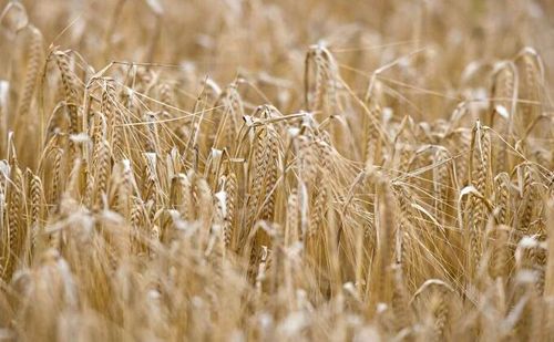 Heineken backs regenerative barley with major new farming programme
