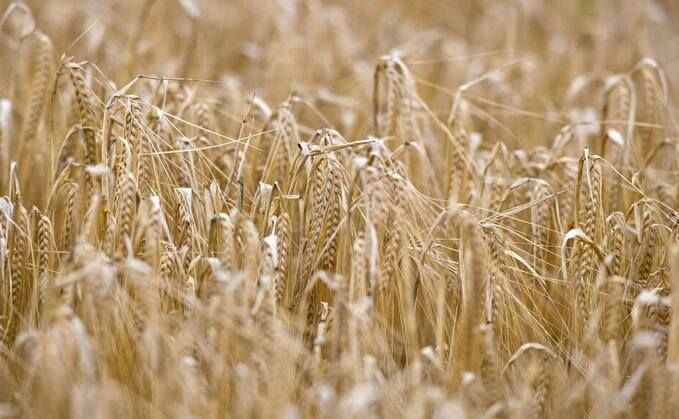 Heineken backs regenerative barley with major new farming programme