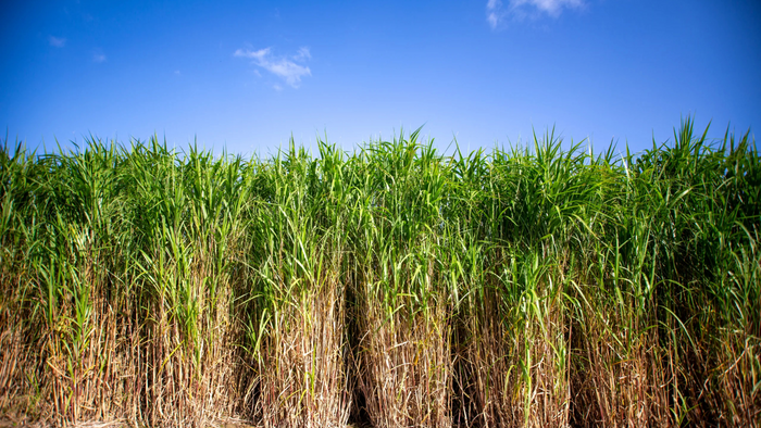 Unlocking the Potential of Energy Crops for Anaerobic Digestion