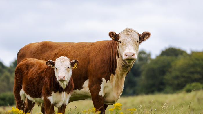 Reducing Methane in Livestock: The Role of Animal Health and Innovation