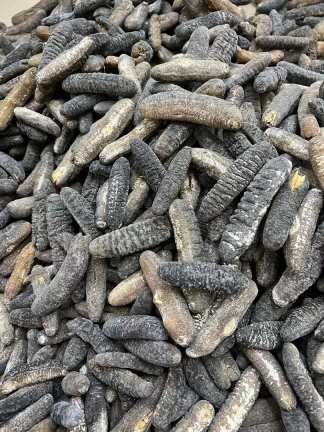 Sea Cucumber [100GRAMS]