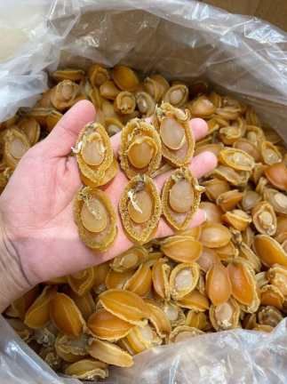Abalone [100GRAMS]