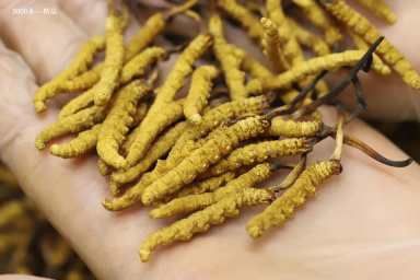Cordyceps Sinensis [1GRAM]