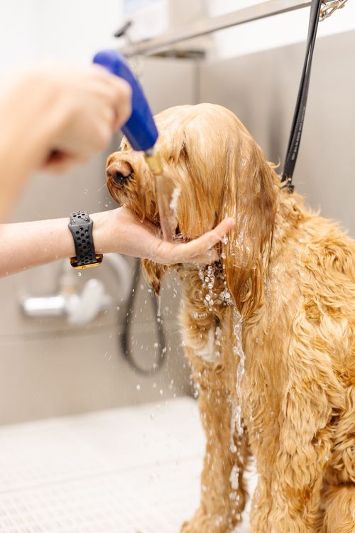 Hygiene