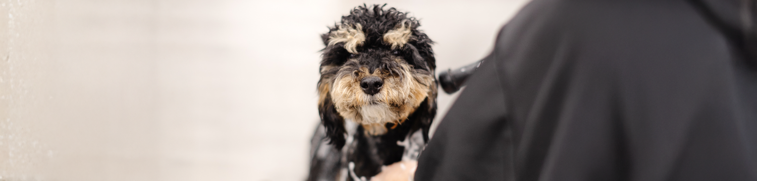 Cover image - Sparkle Grooming Corp.