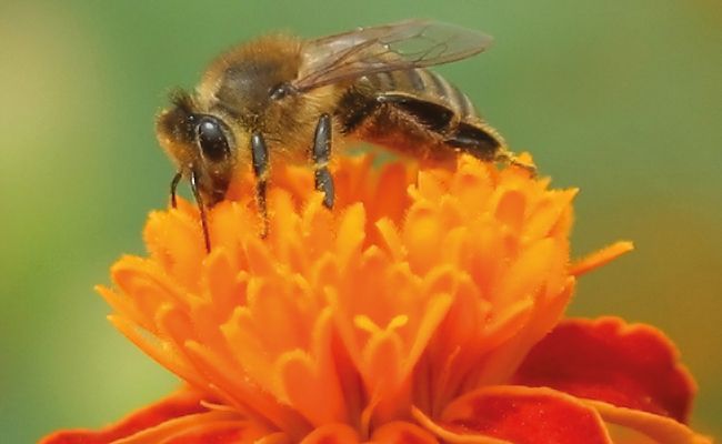 Live honeybee removal