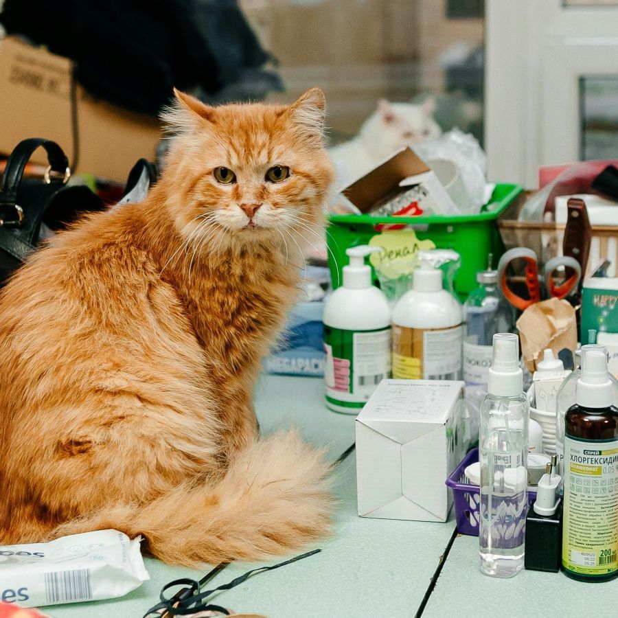 Find pet suppliers at White Label World Expo