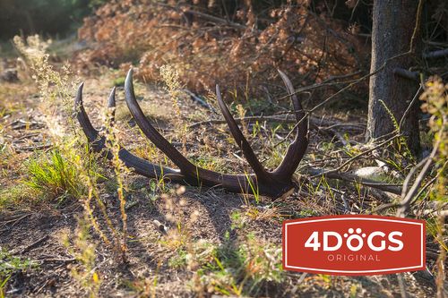 best red deer antlers in Europe