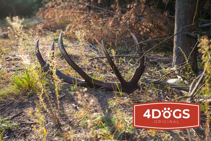 best red deer antlers in Europe