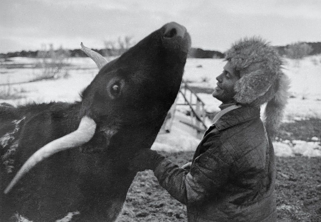 Judy feeding longhorn cattle, Colorado 1984