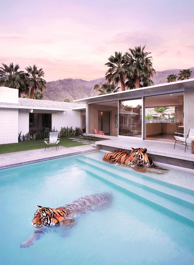 Palm Springs Tigers
