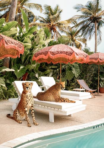 Cheetahs at the Pool