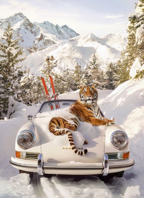 Tiger In St. Moritz