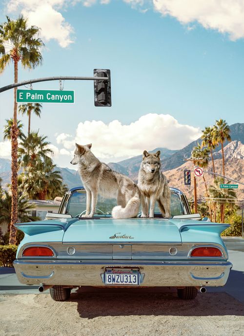 Wolves of Palm Springs