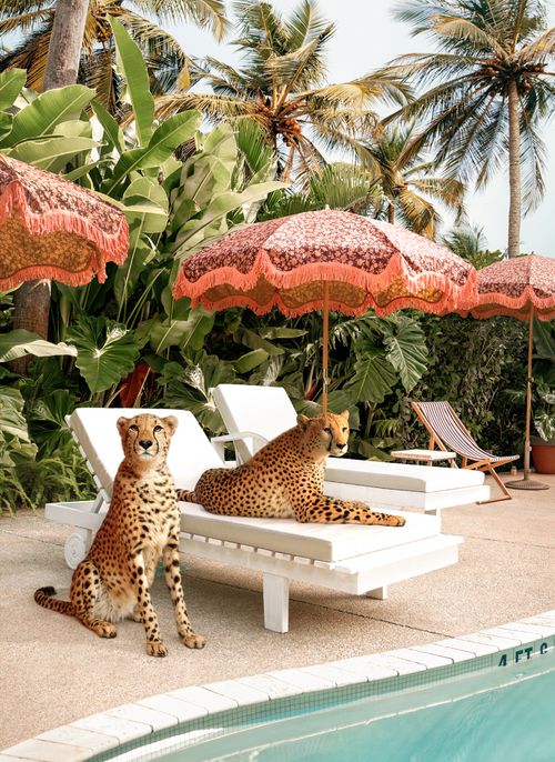 Cheetahs At The Pool