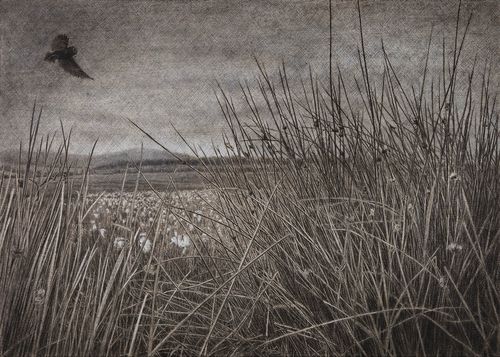 The Wildlife Trusts VIII: Night Hunter