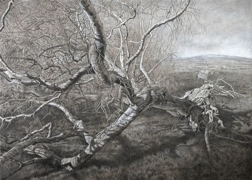 The Wildlife Trusts X: Rothbury