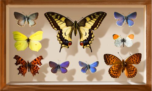 British Butterflies: Cheshire