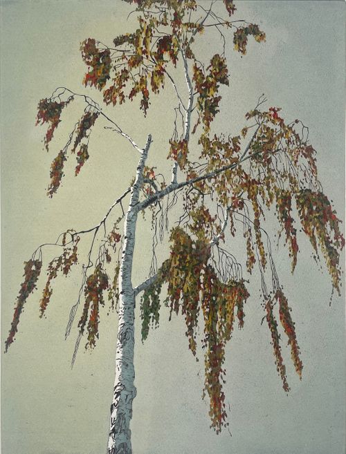 Birch at sunset