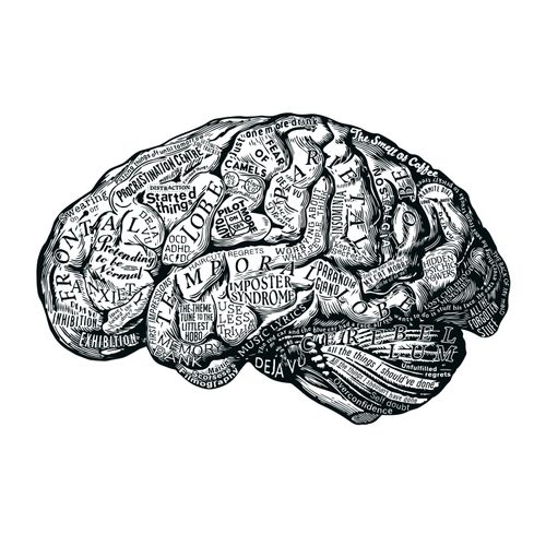 Anatomy Of The Brain