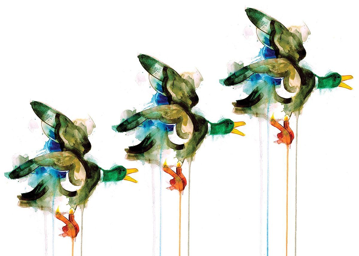 A humourous reference to the flying ducks 