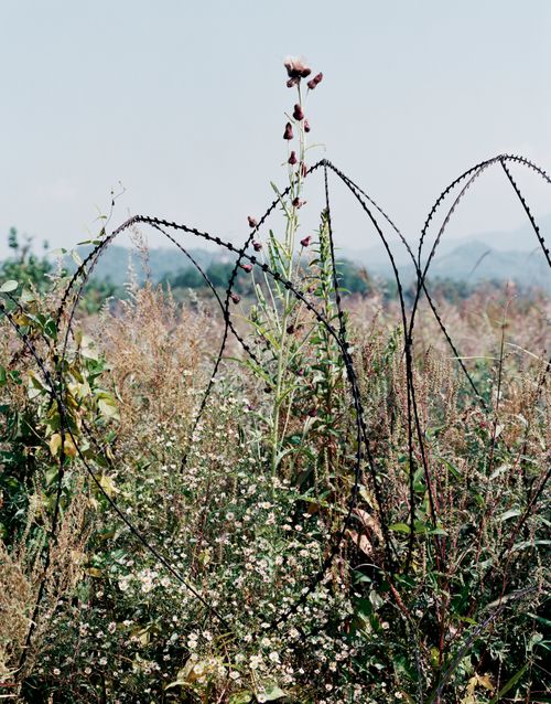 Entwined Barbwire and Flowers (Near DMZ, Cheorwon, South Korea) II, 2015  from DMZ