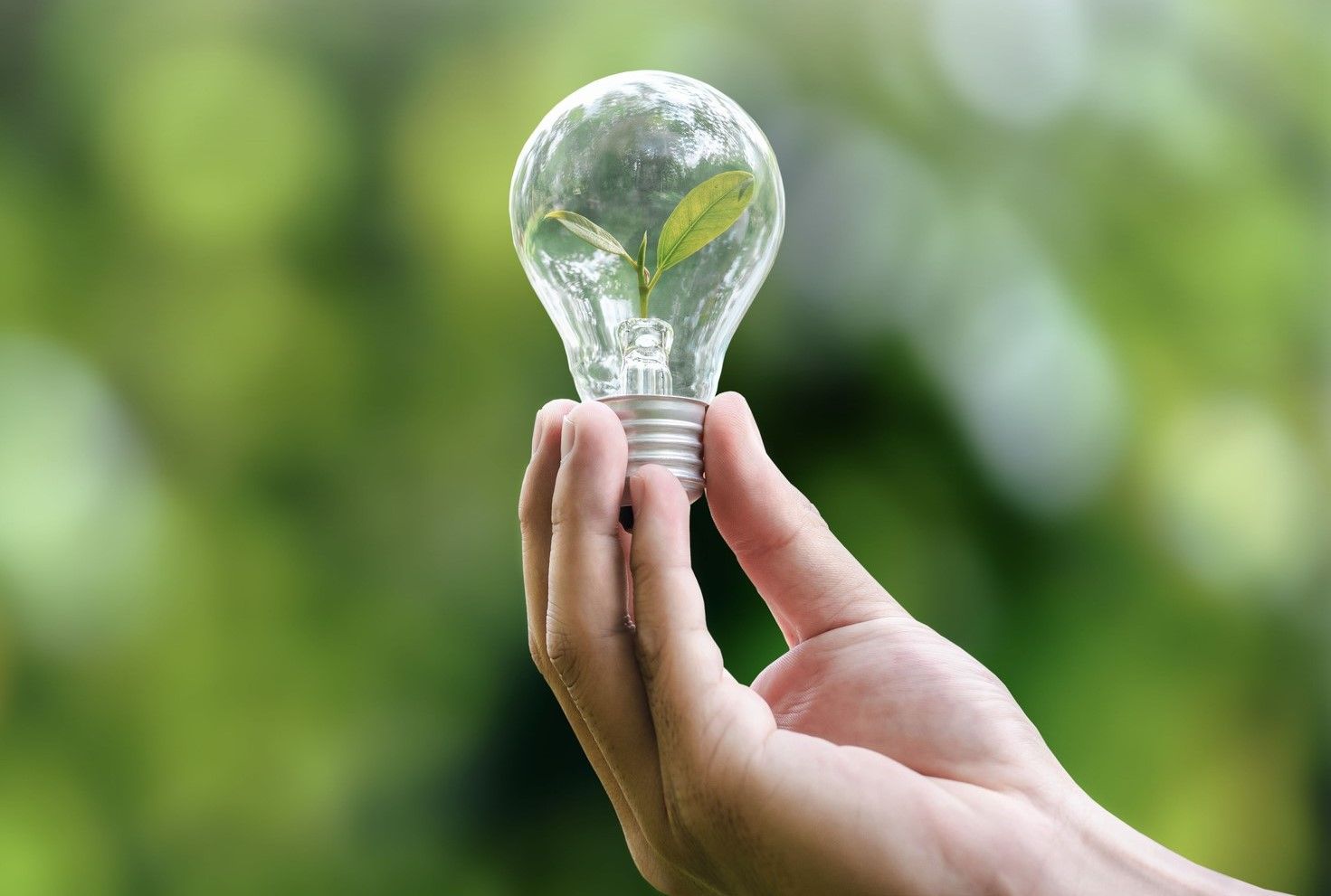 bulb