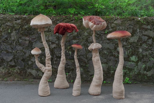 Mushroom by Wenfang Wu