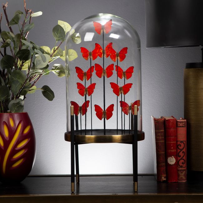 12 red butterflies